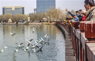 红嘴鸥 你好